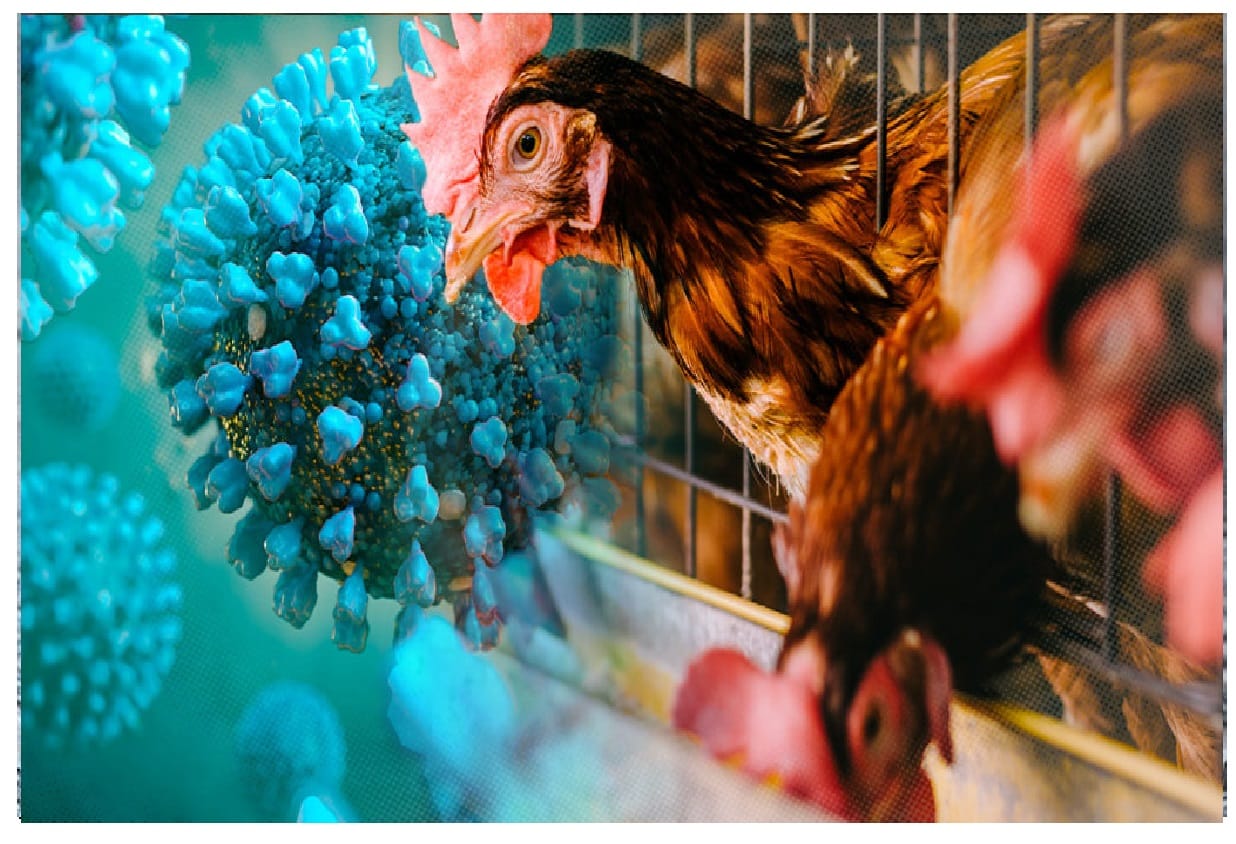 You are currently viewing Avian influenza , its subtype , Causes , Symptoms and Treatment