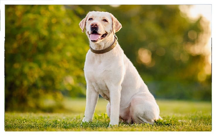 You are currently viewing Various Types of dogs